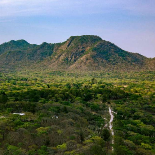 Dzalanyama Forest Reserve, miombo woodland in the Central Region